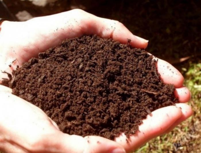 Как нейтрализовать кислотность почвы