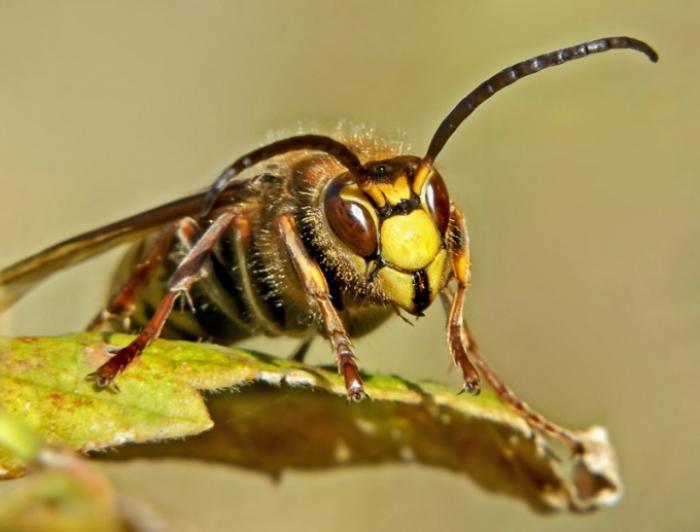 Какие насекомые самые ядовитые в мире