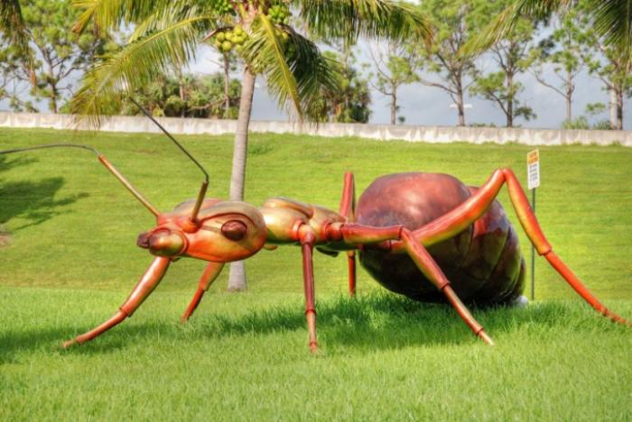 Зачем ученым знать о привычках муравьев