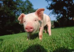 Почему органы свиньи приживаются у человека
