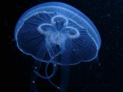 Что такое медузоноид