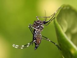 Почему укус комара чешется