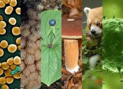 Какие царства живых организмов выделяют в природе