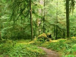 Почему леса называют зелеными легкими