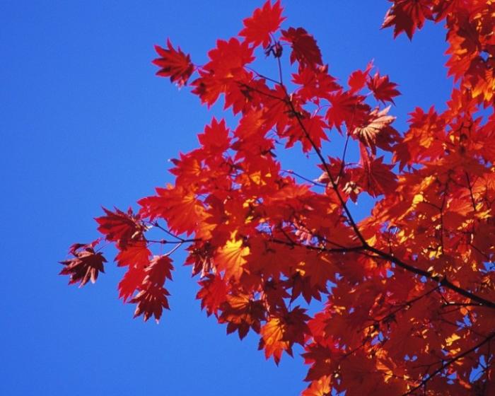 Почему краснеют листья