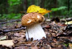 Как растет белый гриб