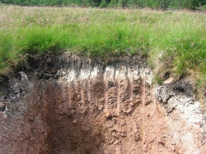 Что такое подзолистая почва