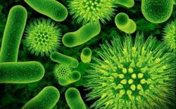Какие бактерии полезны