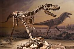 Почему вымерли динозавры: некоторые гипотезы