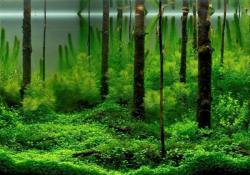 Отряд Зеленые водоросли: характеристика некоторых представителей