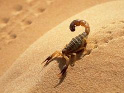 Какие животные живут в пустыне Сахара