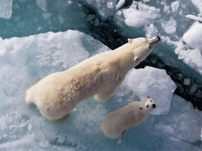Какие животные в Арктике