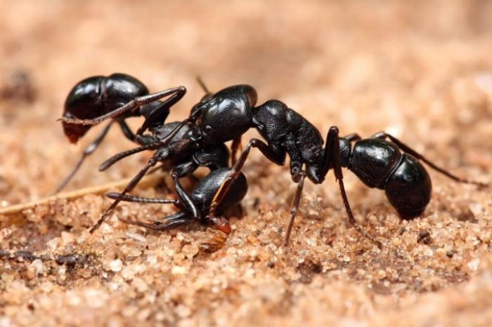 Что общего между муравьями и интернетом