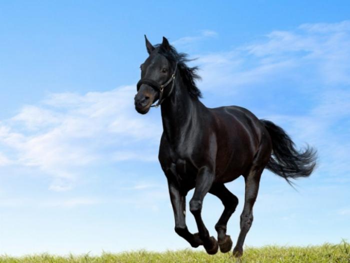 Какие животные были предками современной лошади